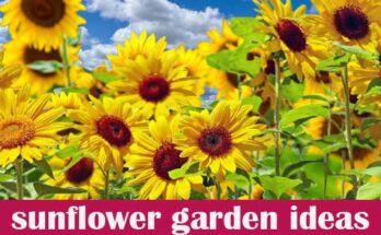 10 sunflower garden ideas