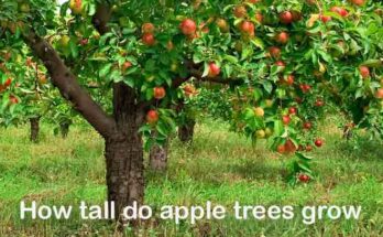Apple-trees-grow