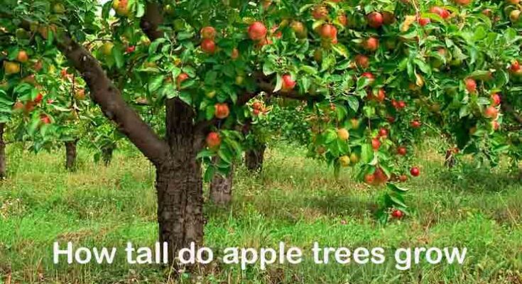 Apple-trees-grow