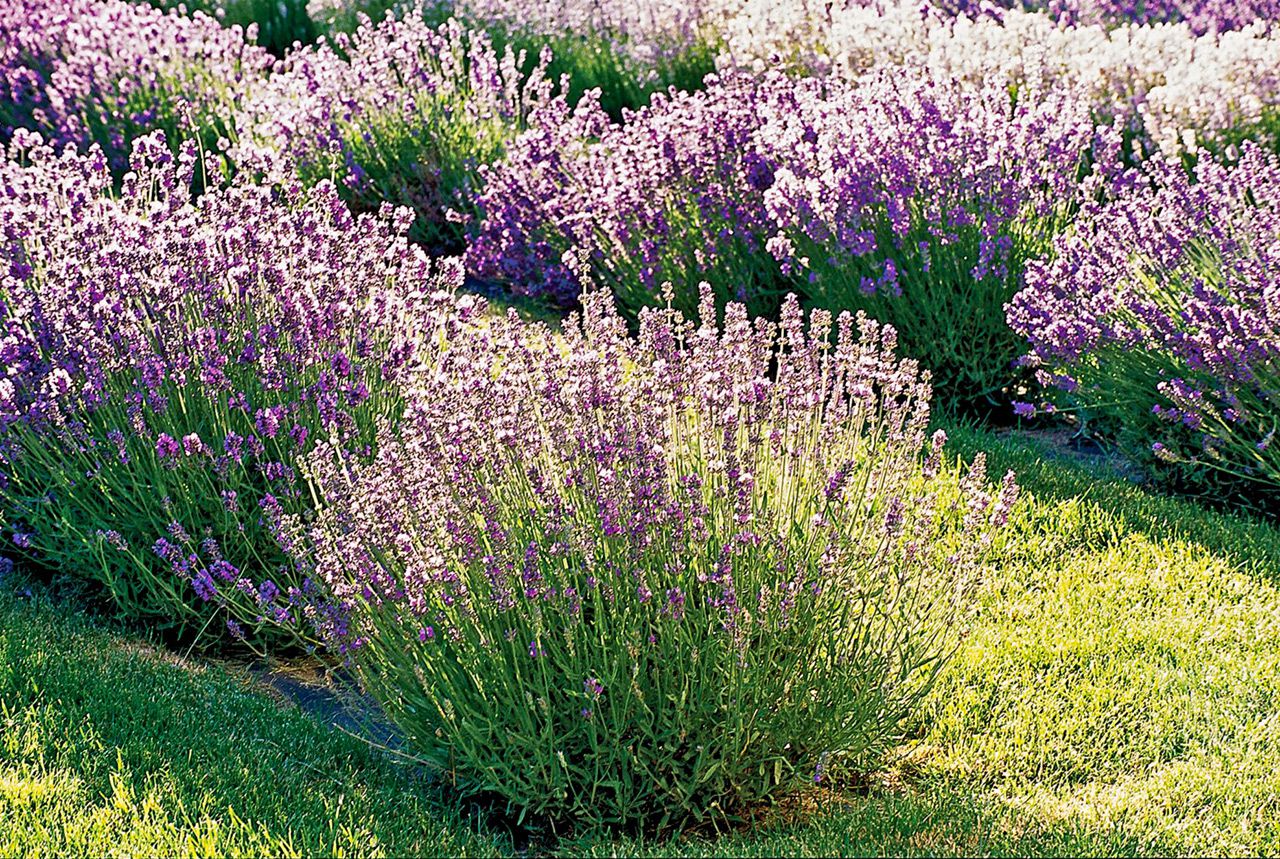 Grosso lavender plant care