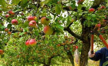 care for apple trees