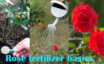 Rose fertilizer basics for gardeners