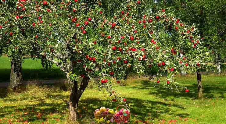 Semi Dwarf Apple Tree Height