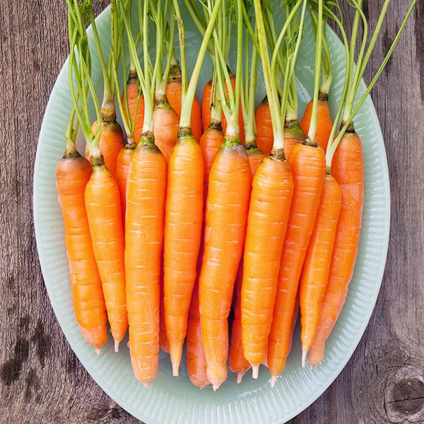carrot plant care & growing guide