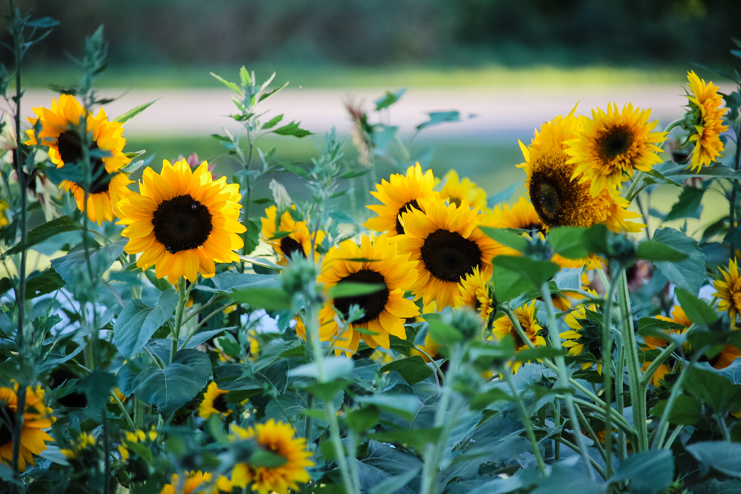 sunflowers for cutting gardens