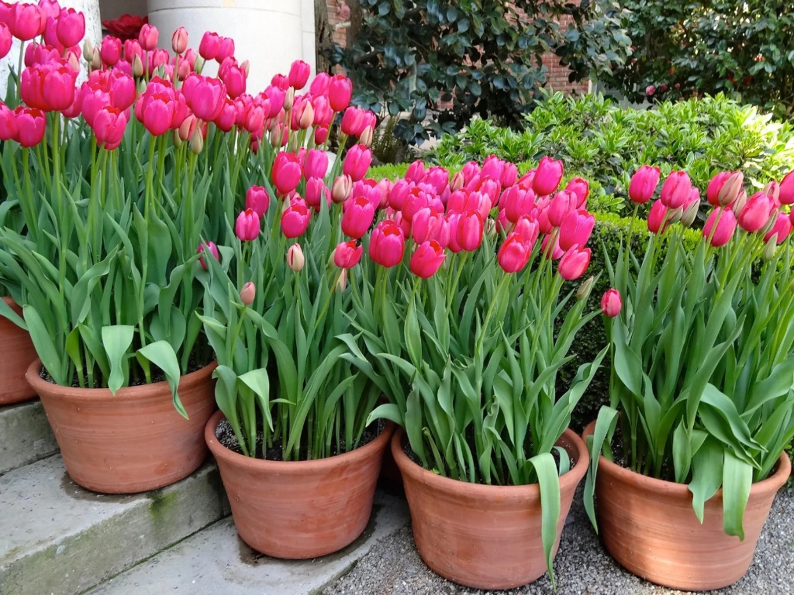 tulip bulbs in pots